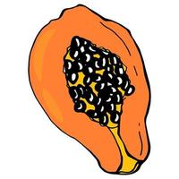 Papaya fruit. White background, isolate. Vector illustration.