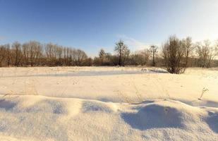 trees in winter photo