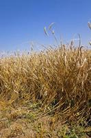 mature rye, close up photo