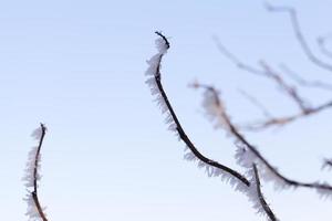 After snowfall, close up photo