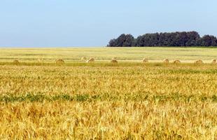 Wheat ears, field photo