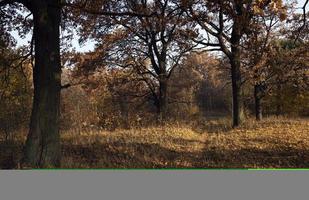 bosque de otoño, parque foto