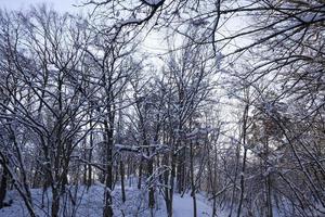 trees growing in the park covered with snow and ice photo