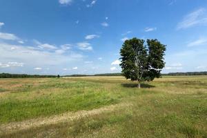 one tree growing in the summer in the field photo