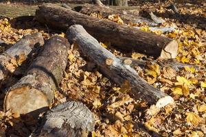 logs lying in the forest in the autumn season photo