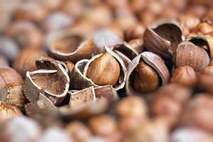 split hazelnuts on the table photo