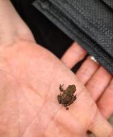 A small frog sits on a female hand next to a Corona mask photo