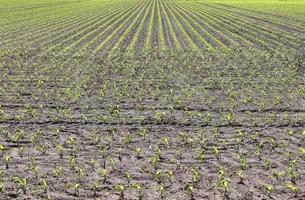 Detailed close up view on agricultural grounds and acre in high resolution photo