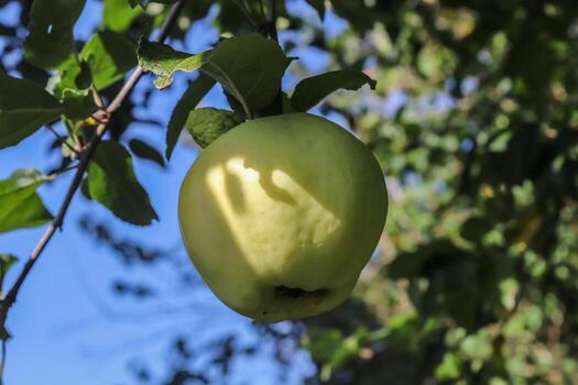Green apples on a branch ready to be harvested with a selective focus and soft bokeh photo