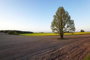 árbol en el campo foto