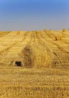 packed straw, cereals photo