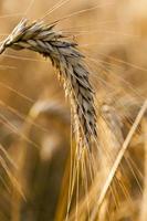 ripe yellow cereals photo