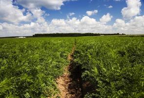 campo de zanahorias, agrícola foto