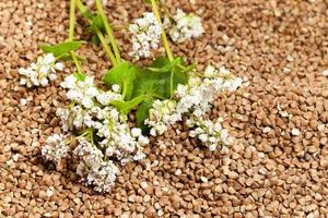 mature buckwheat   close-up photo