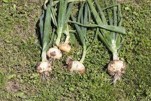 se cultivan plantas de cebolla foto