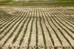 campo agrícola donde se cultivan variedades de remolacha foto