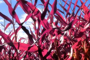 Infrared view on agricultural crop and wheat fields ready for harvesting photo