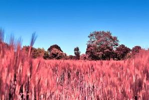 Infrared view on agricultural crop and wheat fields ready for harvesting photo