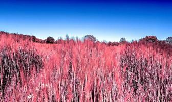 Infrared view on agricultural crop and wheat fields ready for harvesting photo