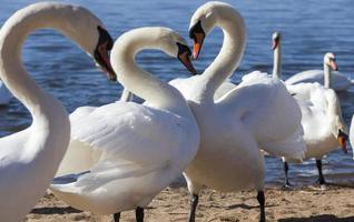 swans in spring, come ashore photo