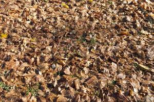 Dry foliage fallen photo