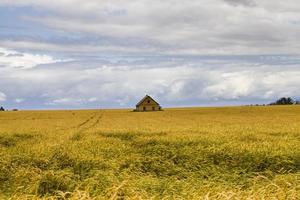 cereals with a brick house in the field photo