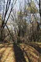 deciduous trees in the autumn season during leaf fall photo