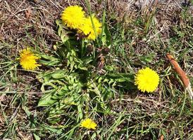 vista de cerca a las flores de diente de león en un prado verde durante la primavera. campo de flores. foto