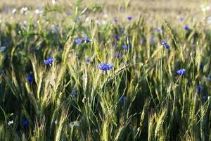 acianos en el campo foto