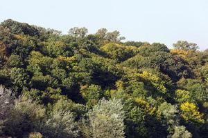 mixed forest, autumn photo