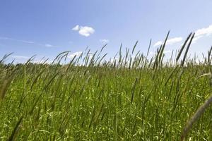 green wheat, field photo