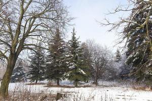 mixed forest, winter photo