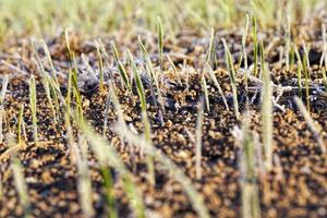 winter wheat covered with ice photo