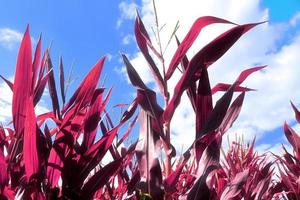 Infrared view on agricultural crop and wheat fields ready for harvesting photo