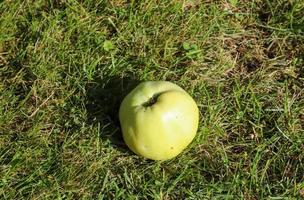 Green Apple lying on the grass. Top view with copy space. photo