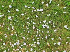 Grass surface with lots of pink rose petals photo