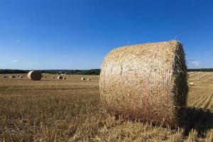 haystacks of rye straw photo