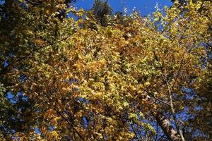 leaf fall in autumn and on maple trees photo