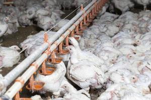 pollitos de pollo de carne blanca en una granja avícola foto