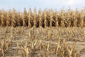 mature corn ,  autumn photo