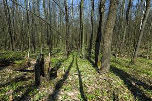 trees in spring photo