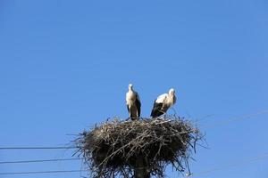 storks in the nest photo