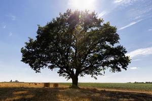 wheat straw and a green oak tree photo