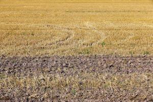 agriculture in the region photo