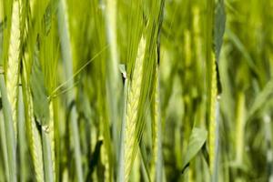 agricultural field where green barley grows photo