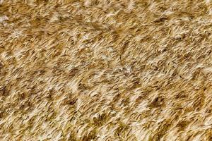 farming for growing rye and harvesting cereals photo