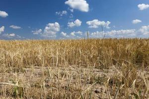 an agricultural field where cereals wheat are grown photo