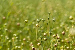 an agricultural field where flax is grown photo