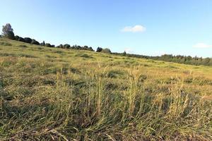 agricultural field. cereals photo