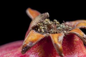 beautiful red pomegranate close up photo